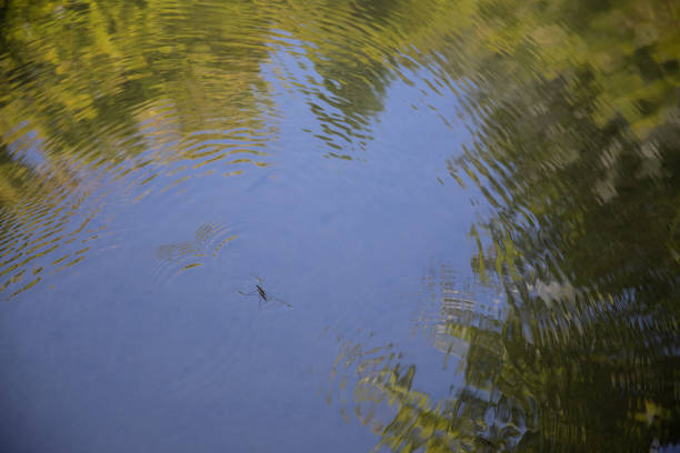 istock Water Strider and nature reflection on water 1045757110