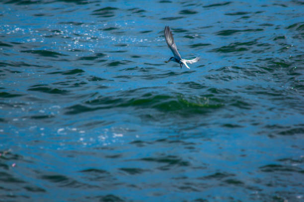 istock Little tern is flying over the sea. 1045764086