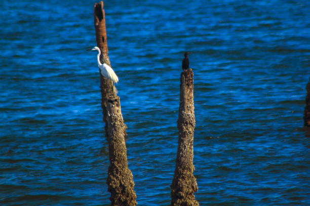 istock Egrets are on a pole in the water. 1045764218