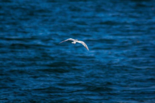 istock Little tern is flying over the sea. 1045764294