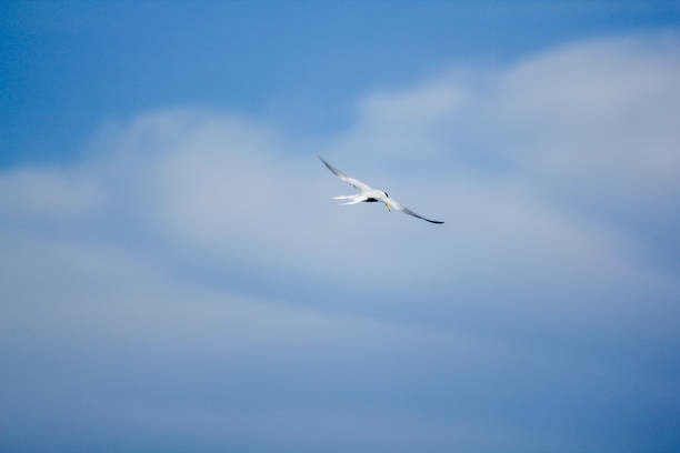 istock Little tern is flying in the sky. 1045764318