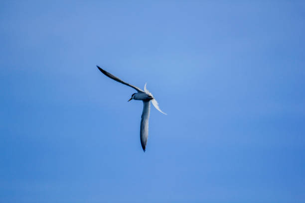 istock Little tern is flying in the sky. 1045764336