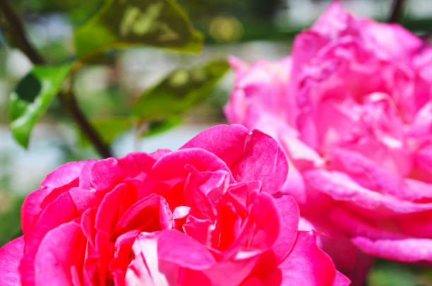istock Colorful backdrop. Rose flower bouquet vintage background. Floral composition 1045770396
