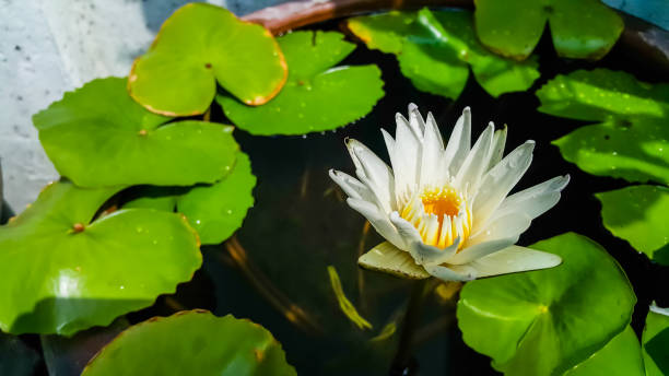 istock White lotus in basin with green leaf 1045778230