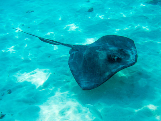 istock Manta ray swimming in the ocean 1045779264