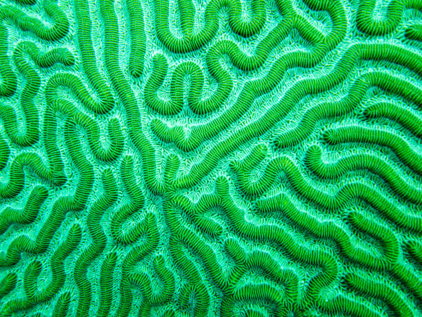 coral cerebro detalle generalmente visto buceando en el caribe - nature macro reef animal fotografías e imágenes de stock