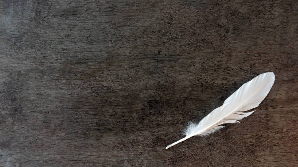 istock Feather on old wooden background 1045785100