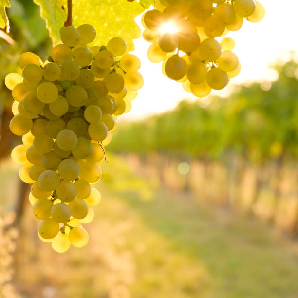 White wine grapes in the Danube Valley, Lower Austria White wine grapes in the Danube Valley, Lower Austria chardonnay grape stock pictures, royalty-free photos & images