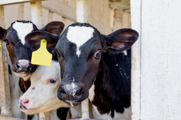 istock an image of a cow milking facility. a dairy farm 1045792726