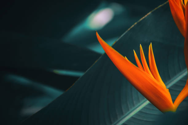 close up of orange exotic flower