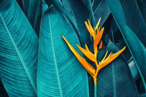 istock tropical exotic flower blooming on nature background 1045795944