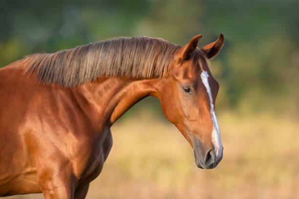 istock Red horse portrait 1045795992