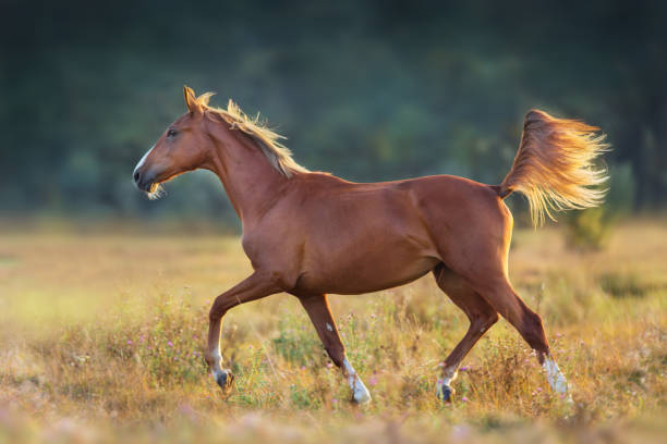 istock Horse trotting on sunset meadow 1045796012