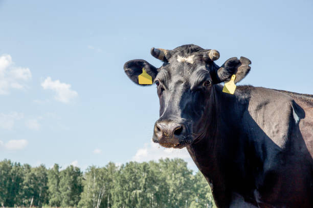 istock an image of a cow milking facility. a dairy farm 1045796048