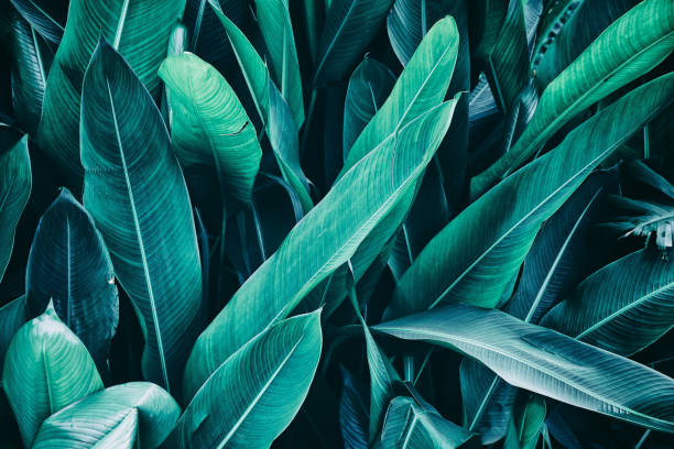 istock tropical leaves, nature background 1045796104