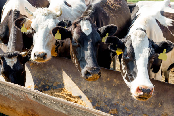 istock an image of a cow milking facility. a dairy farm 1045798528