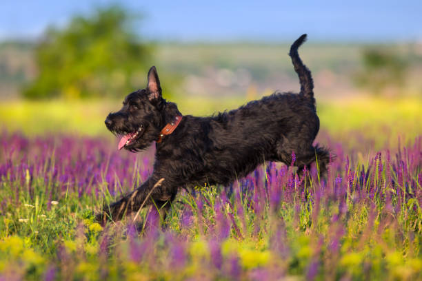 cane schnauzer in movimento - giant schnauzer foto e immagini stock