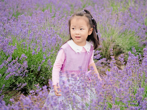 Little baby in a lavender field , beautiful young girl with lovely braid.