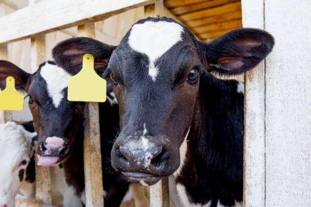 istock an image of a cow milking facility. a dairy farm 1045799132