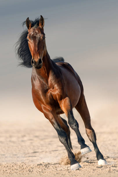 istock Bay horse free run 1045799328