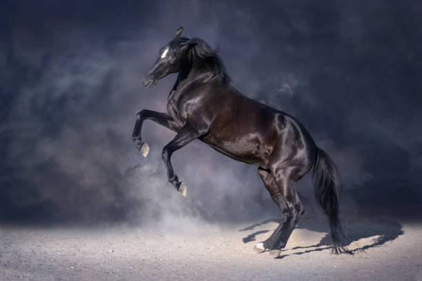 istock Stallion horse rearing up dramatic 1045799414