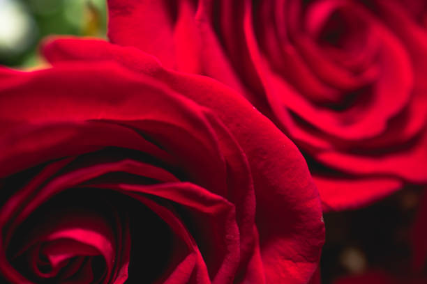 istock bouquet of roses 1045799496