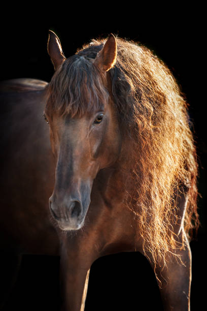 istock Horse portrait isolated 1045801598