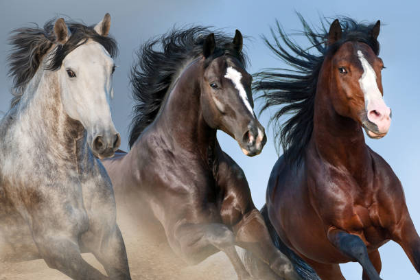 istock Horse herd portrait 1045801634