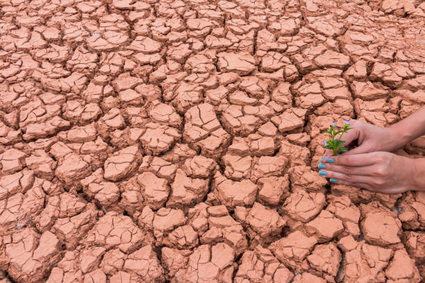istock Human gardening the flower on cracked earth 1045801706