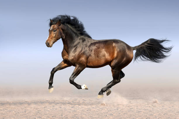 istock Bay horse free run 1045801914
