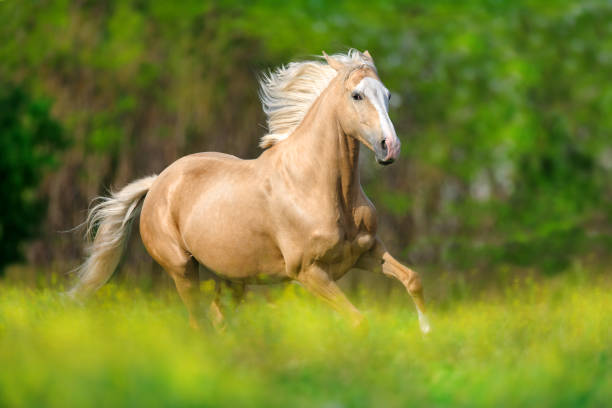 istock Beautiful palomino horse 1045801954