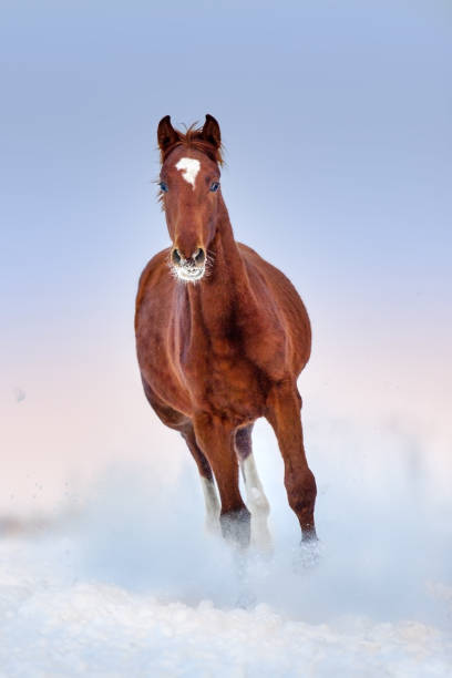 istock Red horse in snow 1045802074
