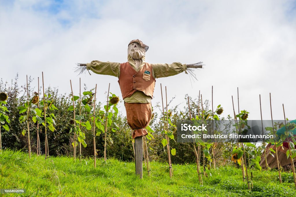 SCARECROW Scarecrow stand guarding the field. Scarecrow - Agricultural Equipment Stock Photo