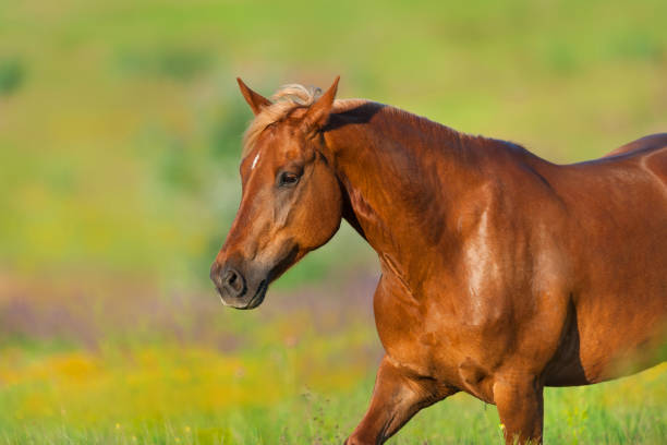 istock Red horse portrait run free 1045802220