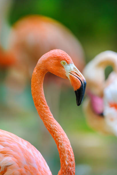 istock Pink flamingo portrait 1045802420