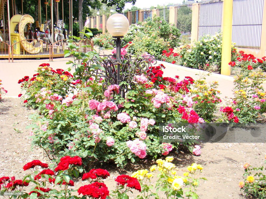 Foto de Jardim De Rosas Grande Jardim De Rosas De Rosas Coloridas No Parque  e mais fotos de stock de Global - iStock
