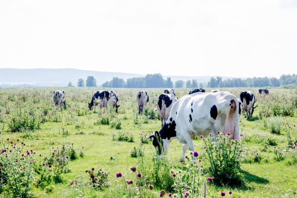 istock a Herd of cows at summer green field pasture 1045802884