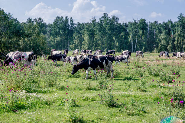 istock a Herd of cows at summer green field pasture 1045805378