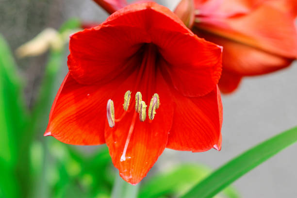 istock Blooming red amarilis and water drops after rain 1045806106