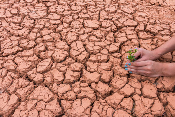 istock Human gardening the flower on cracked earth 1045806362