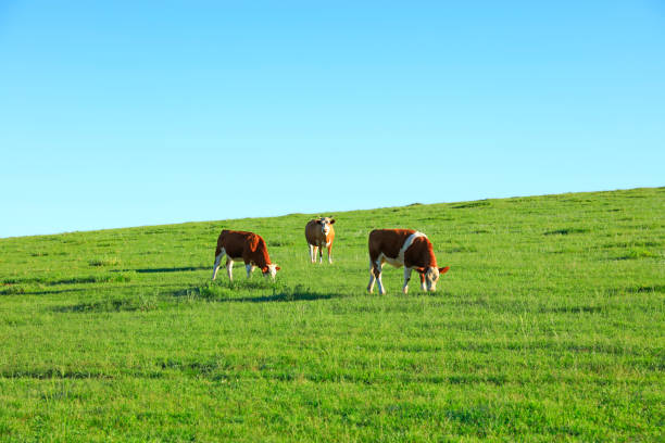 istock A few cows grazing on the slopes 1045808510