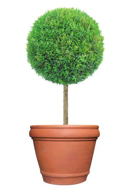 Perfect circle shape clipped topiary tree in terracotta clay pot container isolated on white background for formal Japanese and English style artistic design garden