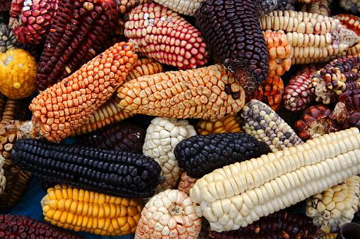 Mix of peruvian native variety of heirloom corns from local market in Cusco, Peru which is the staple food for Inca and Maya people around Central and South America