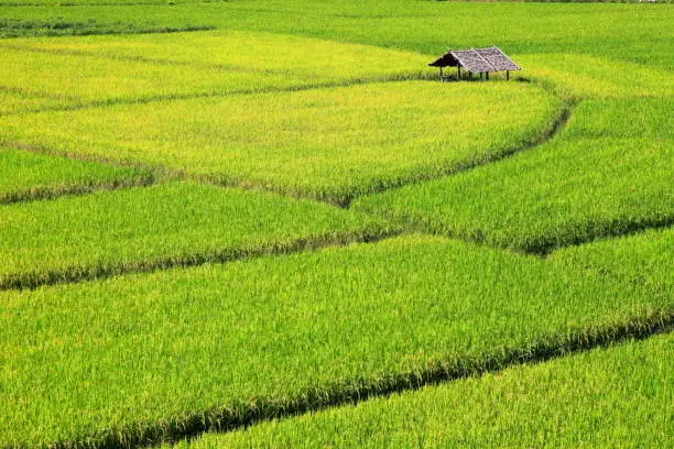 Green rice field on the mountain valley during the rainy season, Chiang Mai, Thailand