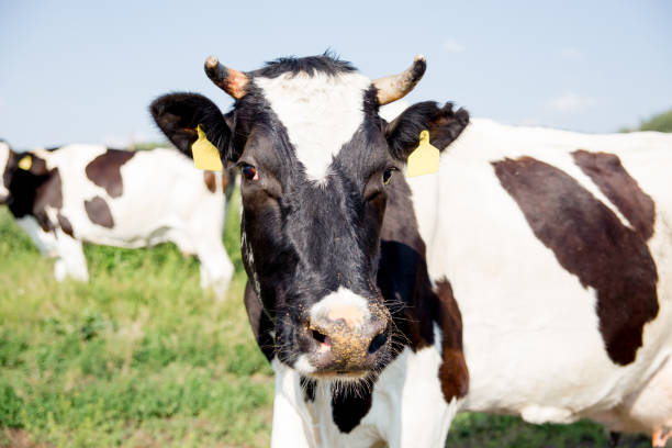 istock a Herd of cows at summer green field pasture 1045818796