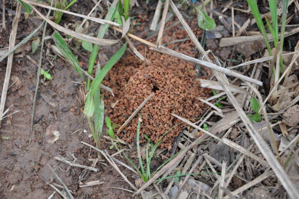 istock Termite clusters on forest floor in Thailand 1045821468
