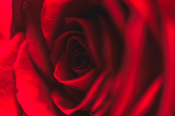 istock bouquet of roses 1045821702