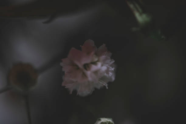 istock bouquet of roses 1045821776
