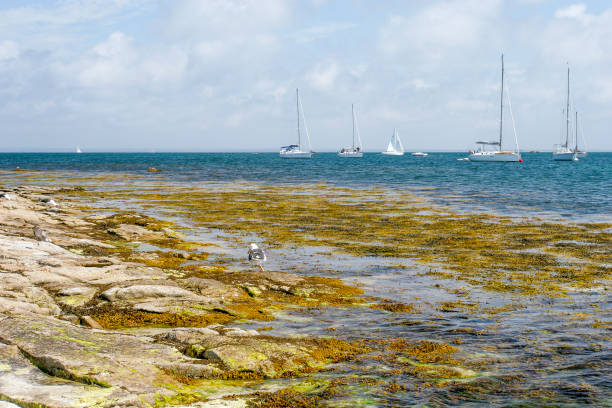 June 27, 2018 Glenan France. Coastline of Glenan archipelago in Brittany France June 27, 2018 Glenan France. Coastline of Glenan archipelago in Brittany France algue stock pictures, royalty-free photos & images