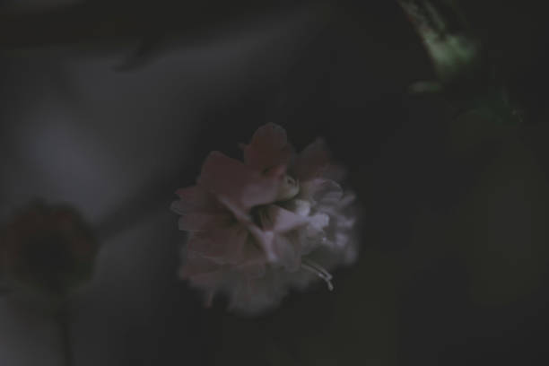 istock bouquet of roses 1045821800